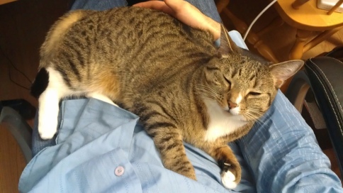 cat_collapses_on_belly