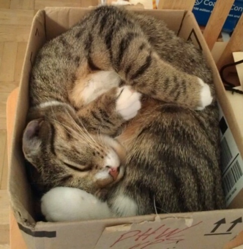 cat_in_box