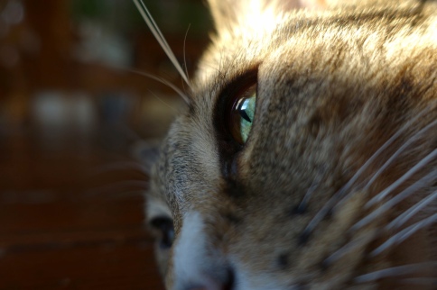 eye_of_the_cat