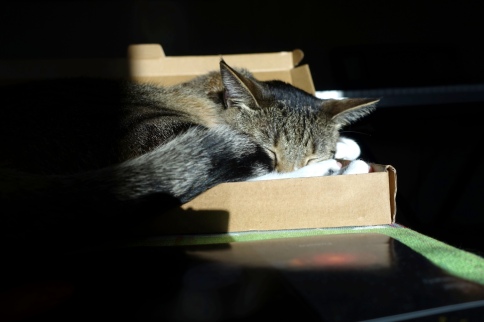 Luna in keyboard box with nose behind foot