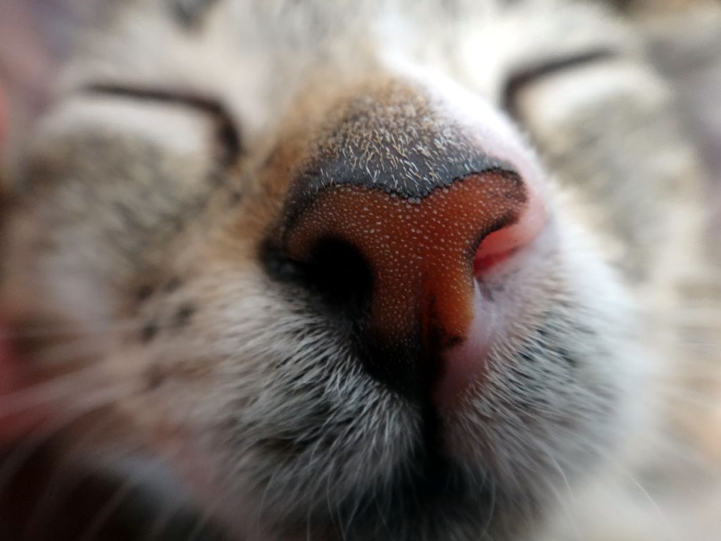 What does it mean when a cat touches noses with you?