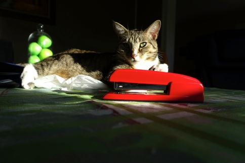 Luna on table half in shadow posing with apples and stapler