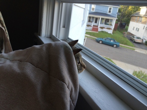 Luna under blanket near window close from side