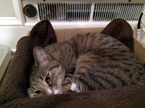 Luna curled up in box in front of bathroom heater