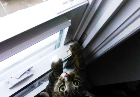 Luna looking cute trying to get out window