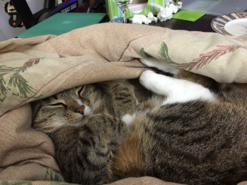 Luna sleeping partially under blanket with feet up