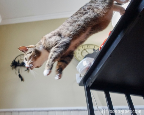 Luna jumping downward from table from below to side with feet still touching table