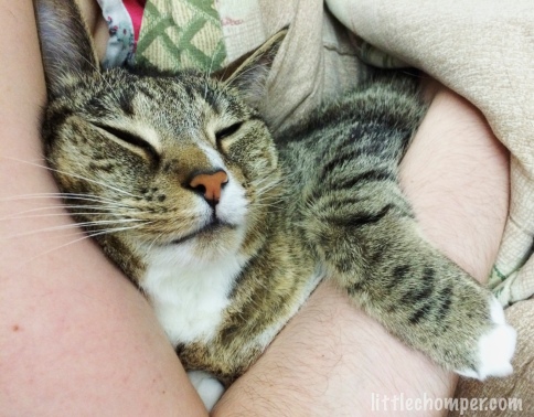 Luna held in arm with paw over forearm and eyes closed