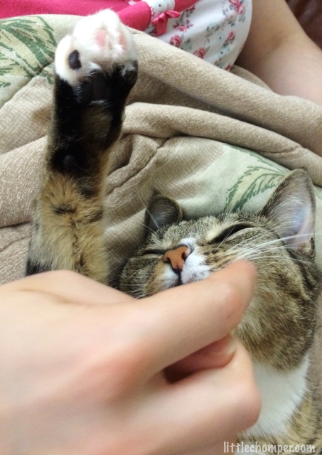 Luna in arms on back with one paw up getting chin rub with hand covering part of face