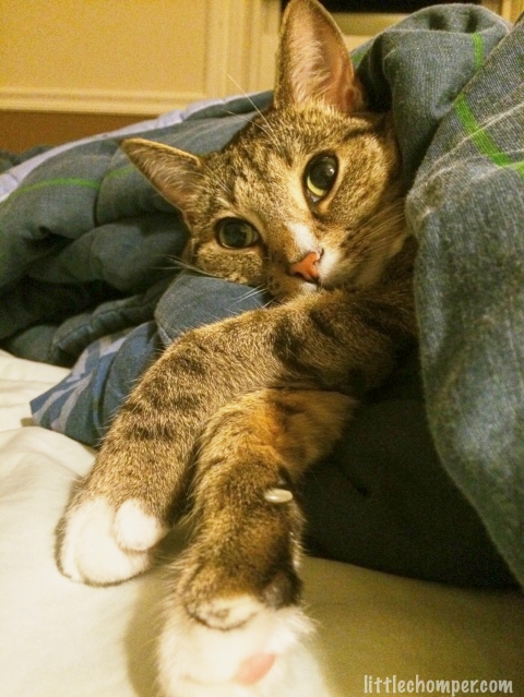 Luna in blanket with paws crossed looking forward with big eyes