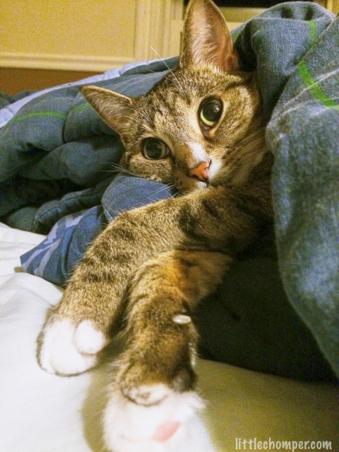 Luna in blanket with paws crossed looking forward with very big eyes