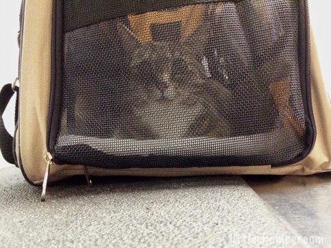 Luna in cat carrier looking through screen