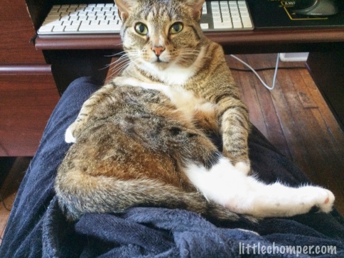 Luna on lap in front of keyboard with legs to side