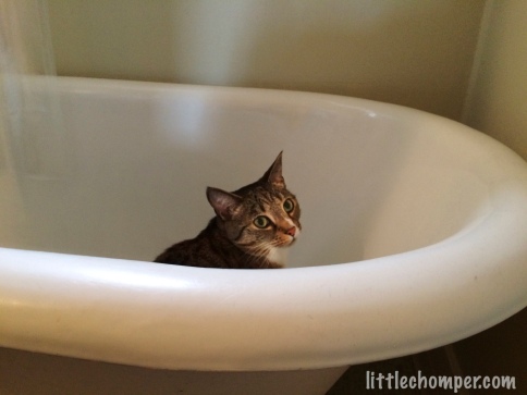 Luna peeking out of bathtub