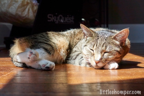 Luna sleeping in sunbeam on floor with nose and feet facing camera