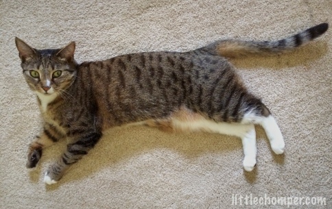 Luna sprawled out on white carpet