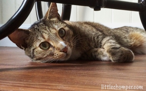 Luna wide-eyed under table laying on floor