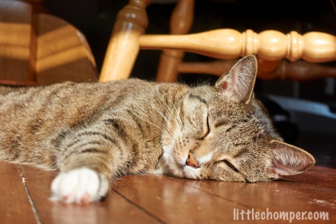Luna sleeping on wooden floor with paw laid out toward camera