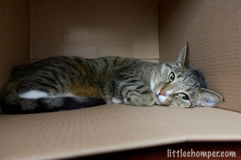 Luna lying on side in box with paw tucked looking to right