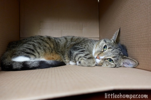 Luna lying on side in box with paw tucked looking up and to left