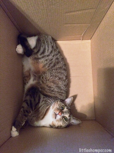 Luna on side lying in bottom of box