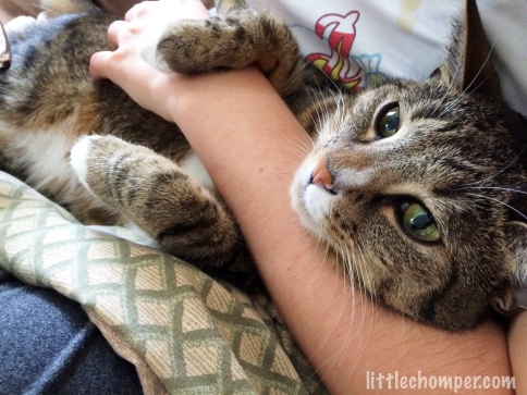 Luna held under an arm on blanket over lap