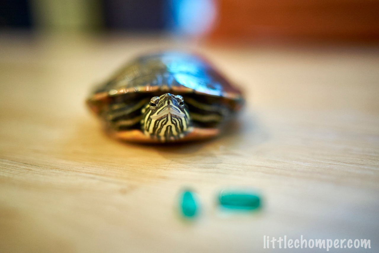 Turtle looking at camera with blue pills in front.jpg